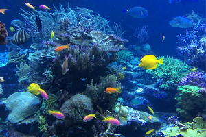 Snorkeling in Thailandia
